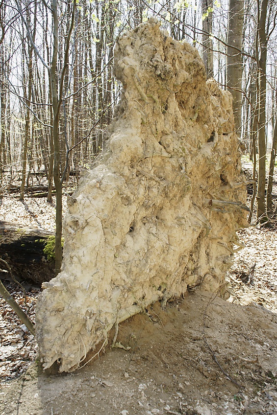 Wurzeln umgest?rzter Baum