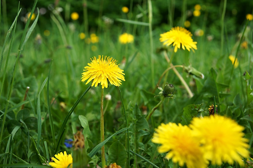 Naturwiese mit L?wenzahn