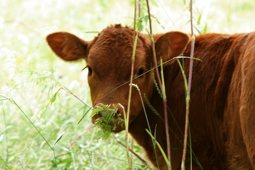 Kalb auf Rheinwiese