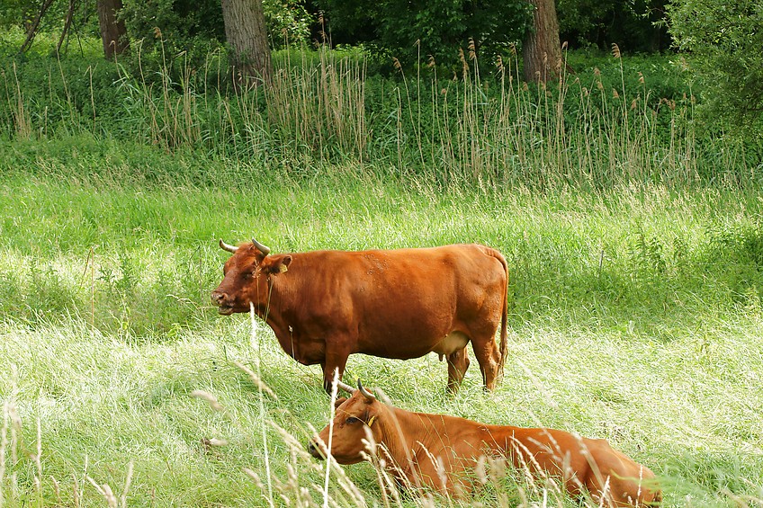 K?he auf Rheinwiese