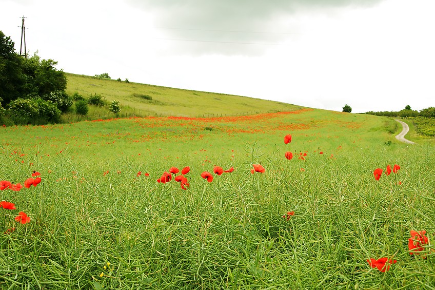 Rapsfeld mit Mohnbl?ten