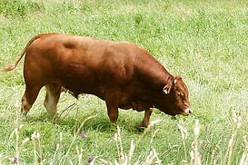 Bulle auf Rheinwiese