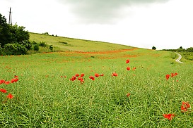 Rapsfeld mit Mohnbl?ten