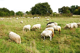 Schafe auf Wiese