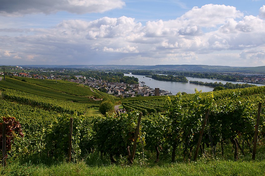 Aussicht vom Ingelheimer-Blick