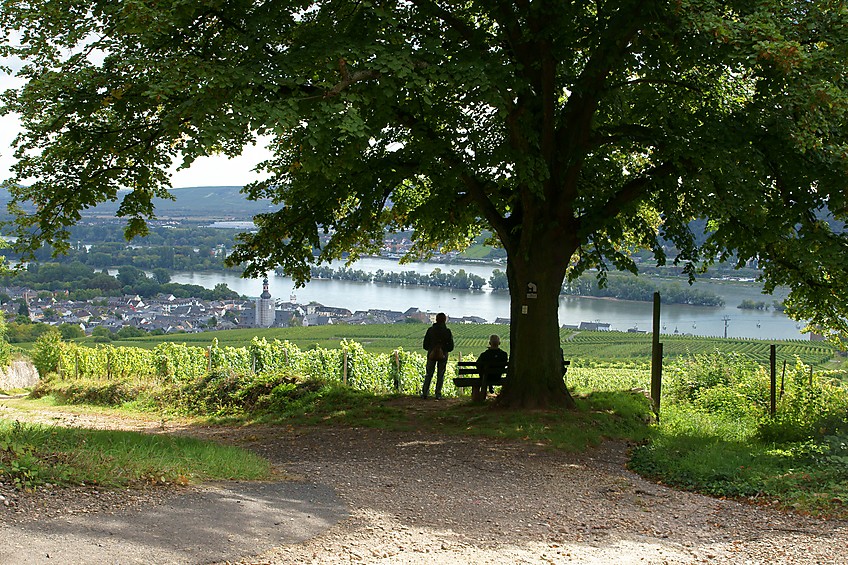 Aussichtspunkt auf R?desheim.jpg