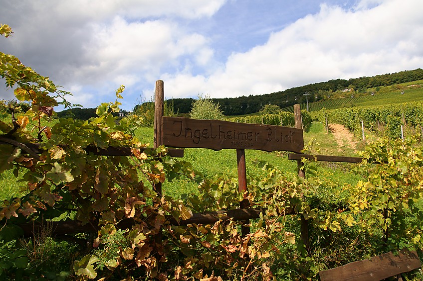 Aussichtspunkt Ingelheimer-Blick