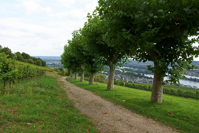 Allee mit Platanen am Brahmsweg