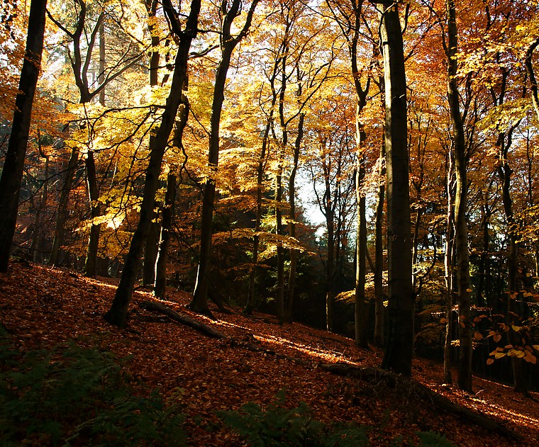 Herbstwald