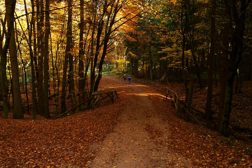 Herbstwald auf dem Herzogsweg