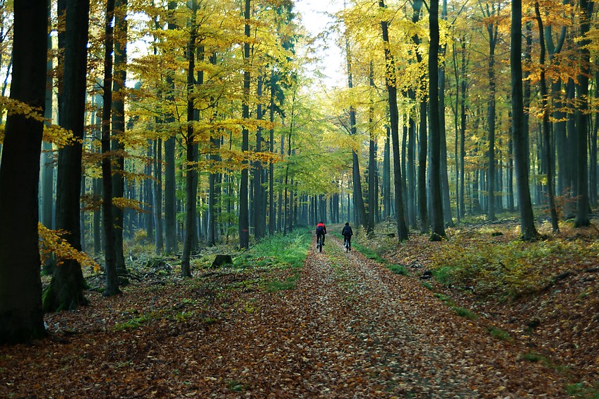 MountainBikerImHerbstwald.jpg