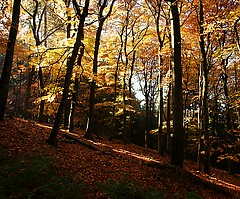 Herbstwald