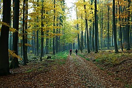 MountainBikerImHerbstwald.jpg